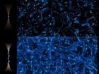 Cao, H., et al. Nat Methods (2026). https://doi.org/10.1038/s41592-026-03067-0