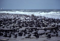 Plaża w Zatoce Meksykańskiej