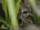 PathosWildlife.org