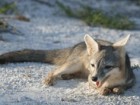 PathosWildlife.org