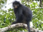 Daniel Rosengren, Frankfurt Zoological Society