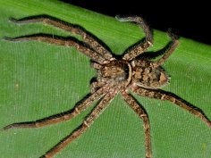 Steve Kerr, iNaturalist.org, CC BY