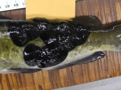 Vicki S. Blazer, USGS, domena publiczna