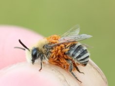 Hjalte Kjærby, iNaturalist, CC BY-NC 4.0