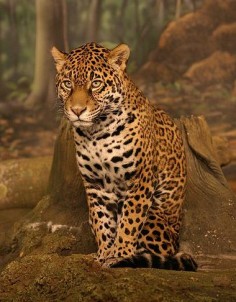 Dziki jaguar