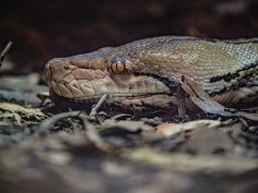 Chester Zoo