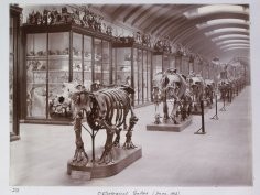 Natural History Museum, London