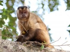 guyincognito, iNaturalist, CC BY-NC 4.0