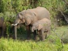 Mount Elgon Foundation