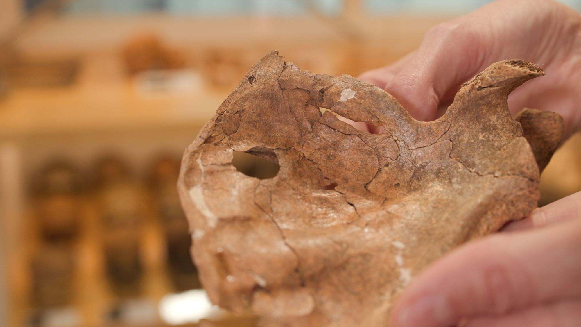 Najstarszy ślad zabójstwa drewnianą bronią? Neandertalczyk zginął od włóczni