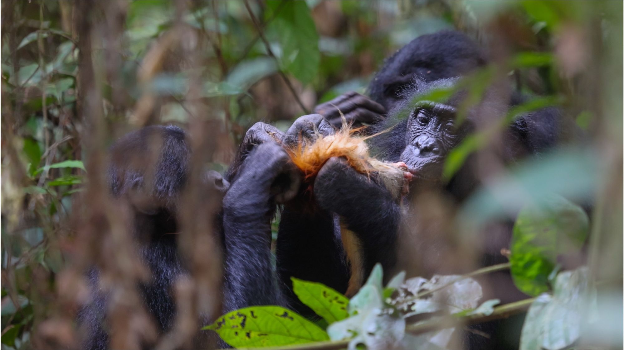 Samice bonobo polują częściej niż samce: nauka weryfikuje stare założenia