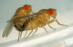 Drosophila melanogaster