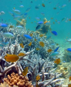 Fauna Rafy koralowej