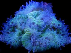 Koralowiec