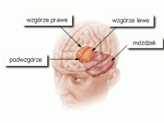 Podwzgórze