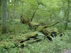 Białowieski Park Narodowy