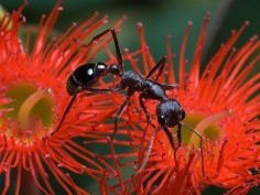 Myrmecia fortificata