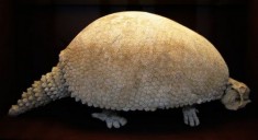 Glyptodon