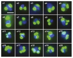 Kim, Harrison, Sudek et al. PNAS 2010