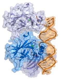 Gen p53 i DNA