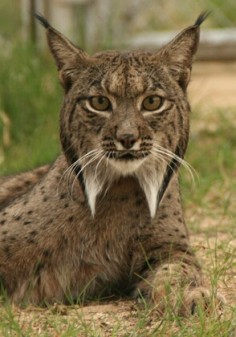 Programa de Conservación Ex-situ del Lince Ibérico www.lynxexsitu.es