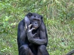 Szympans bonobo© Kabir Bakie; Creative Commons