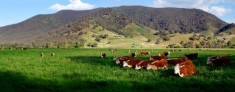Krowy w Australii© Fir002; GNU/FDL