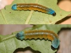 Courtesy of Florida Museum of Natural History, photo by Keith Willmott, illustration by Kristen Grace